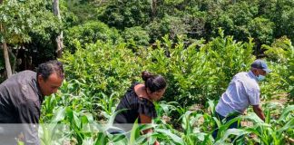 Imágenes de productores aporcando la siembra de maíz en Yalagüina / FOTO / TN8