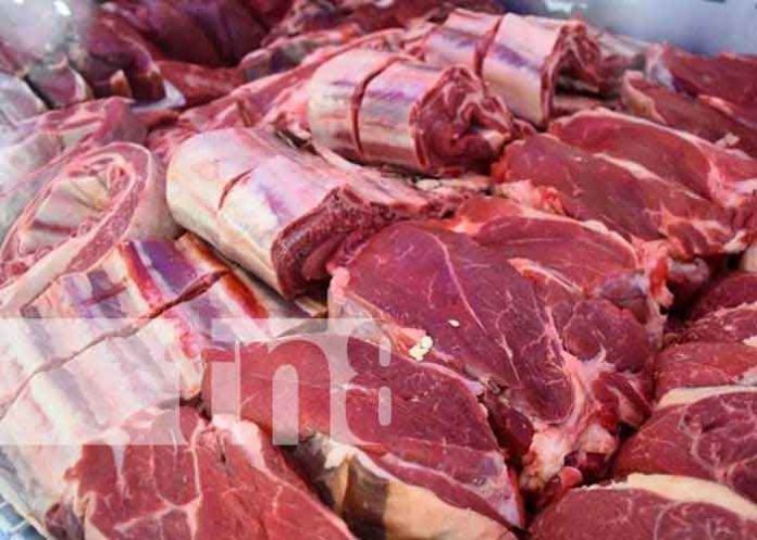 Foto: Crece exportación de carne en Nicaragua / TN8