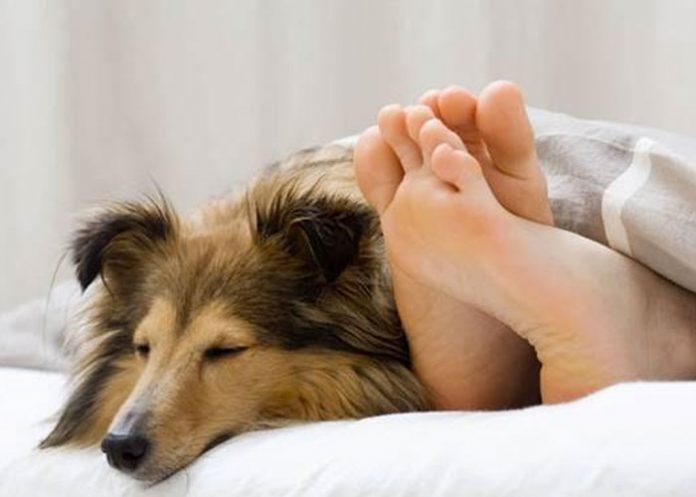 Foto: En tiempos de coronavirus es mejor no dormir con tus mascotas / Referencia