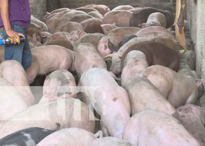 200 bonos de cerdas para mejorar el hato porcino en Nueva Segovia / FOTO / TN8