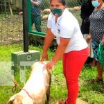 Familias recibieron bono tecnológico en crianza de cerdos en Nueva Segovia / FOTO / TN8
