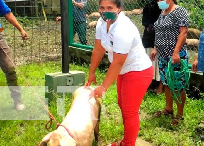 Familias recibieron bono tecnológico en crianza de cerdos en Nueva Segovia / FOTO / TN8