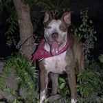Perro "Rambo" que atacó a su dueño en Chinandega