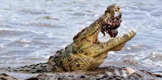 Adolescente es atacada por un cocodrilo en el Pacífico mexicano