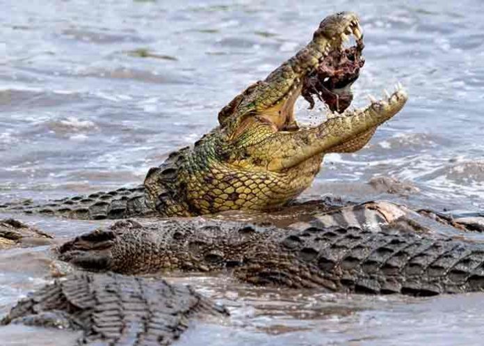 Adolescente es atacada por un cocodrilo en el Pacífico mexicano