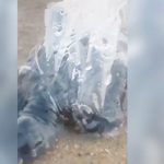Foto: Rescatan a pequeña tortuga atrapada en bolsa de plástico en el mar / LR