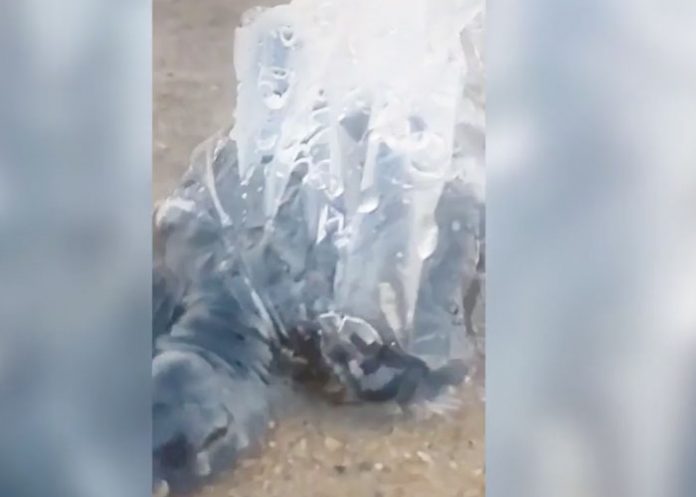 Foto: Rescatan a pequeña tortuga atrapada en bolsa de plástico en el mar / LR