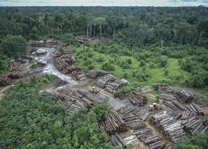 brasil, deforestacion, amazonia brasileña, medio ambiente,