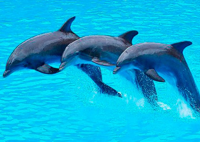 delfines, océanos, hábitat, libertad,