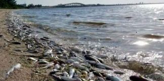 Foto: Marea roja tóxica dejó 600 toneladas de peces muertos en Florida/Referencia