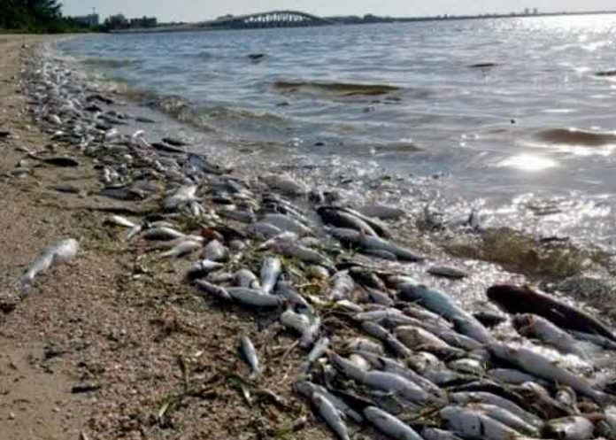 Foto: Marea roja tóxica dejó 600 toneladas de peces muertos en Florida/Referencia