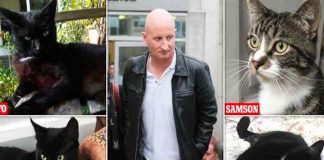 Reino Unido: Asesino en serie de gatos es condenado a prisión