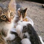Prisión para mujer que rescataba gatos callejeros y los mataba de hambre