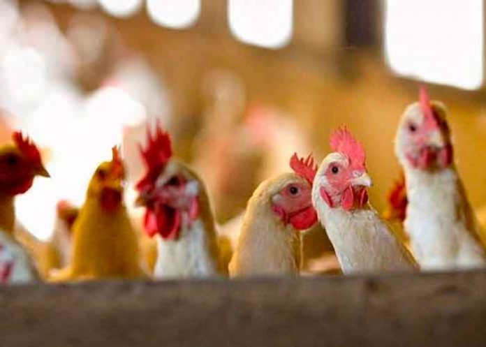 Foto: India confirma la primera muerte humana por gripe aviar/Referencia