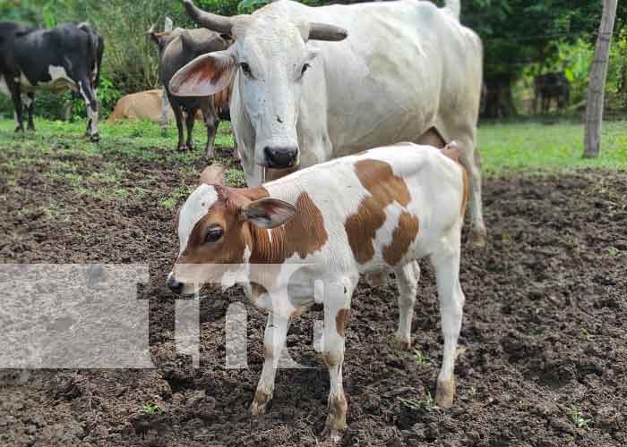 Hato bovino de Nicaragua mejora constantemente desde hace 7 años