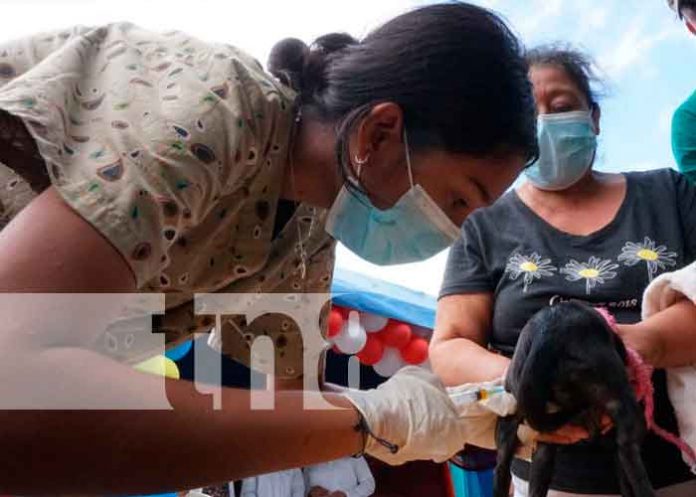 Inicia jornada de vacunación canina en Masaya