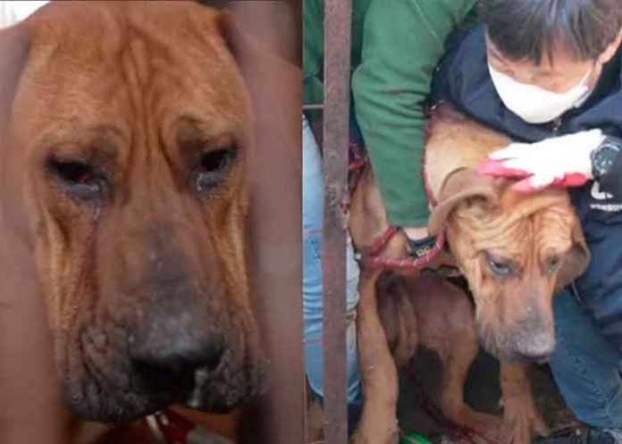 Perrito llora al ser rescatado de un matadero clandestino en Corea del Sur