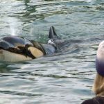 Foto: Muere orca bebé que buscaba a su madre / France24
