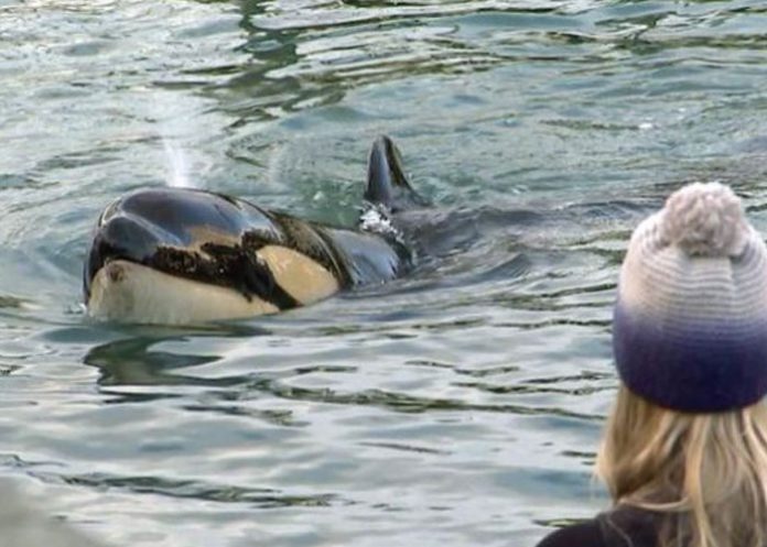 Foto: Muere orca bebé que buscaba a su madre / France24