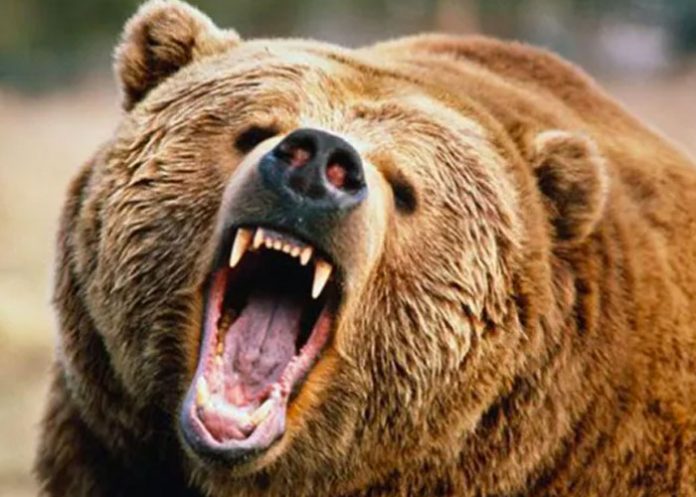 Foto: Un oso ataca a grupo de turistas en un parque en Siberia y mata a uno / referencia