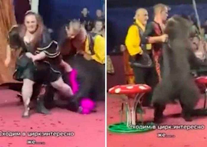 Impactante ataque de un oso en un circo de Rusia se vuelve viral