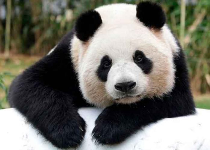 china, osos panda, dejan, peligro, extincion, autoridades,