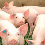 Alerta en Centroamérica y México por brote de peste porcina africana / FOTO / swissinfo
