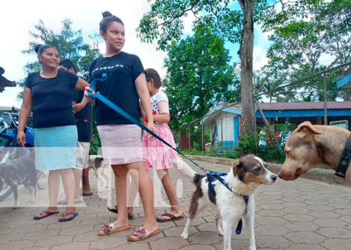 El MINSA desarrollo una jornada de vacunación canina, en los chiles municipio San Carlos del departamento Río San Juan