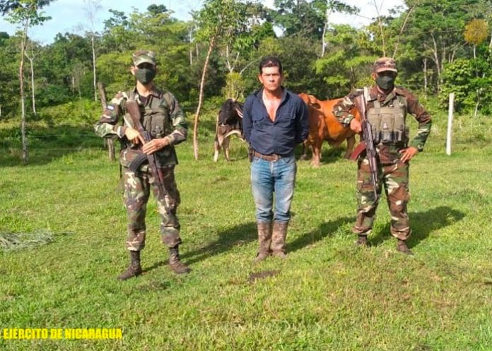 Foto: Ejército de Nicaragua realizó la ocupación de semovientes y equino / EN