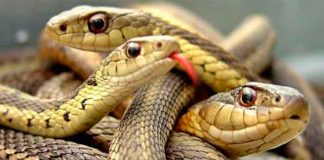 De muerte: mujer descubre 18 serpientes bajo su cama
