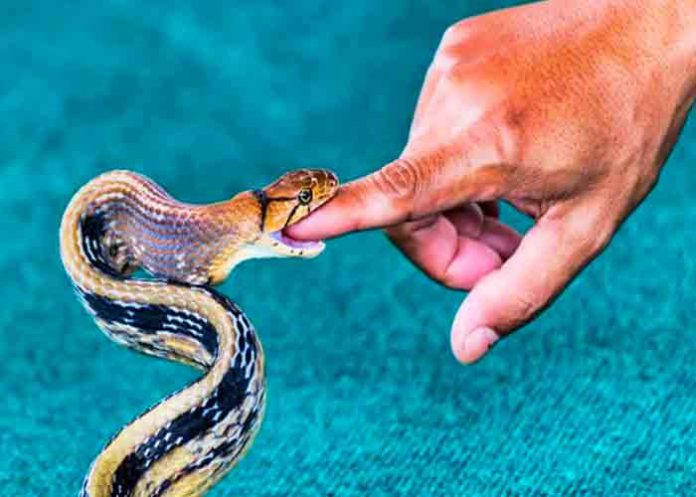Estados Unidos: mujer descubre 18 serpientes bajo su cama