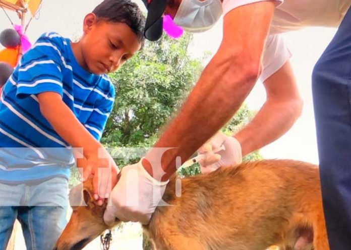 Vacunación canina en Nueva Segovia