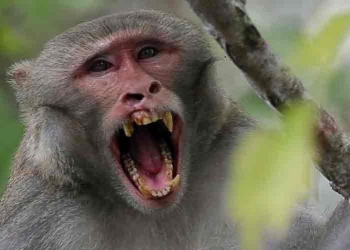 China confirma la primer muerte de una persona a causa del virus del mono