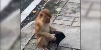 ¡Hasta este mono se pone mejor el cubrebocas que algunas personas! (VIDEO)