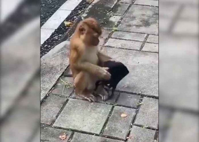¡Hasta este mono se pone mejor el cubrebocas que algunas personas! (VIDEO)