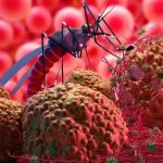 Descubren cómo el parásito de la malaria se defiende de la fiebre, según estudio