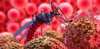 Descubren cómo el parásito de la malaria se defiende de la fiebre, según estudio