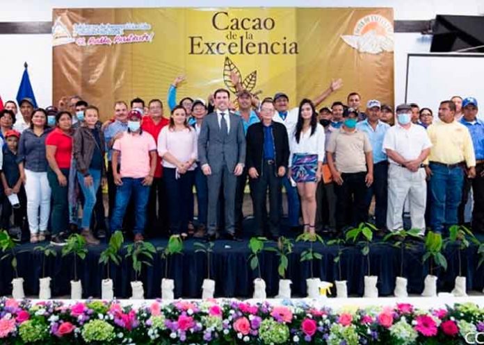 nicaragua, cacao, clasificacion, muestra, calidad
