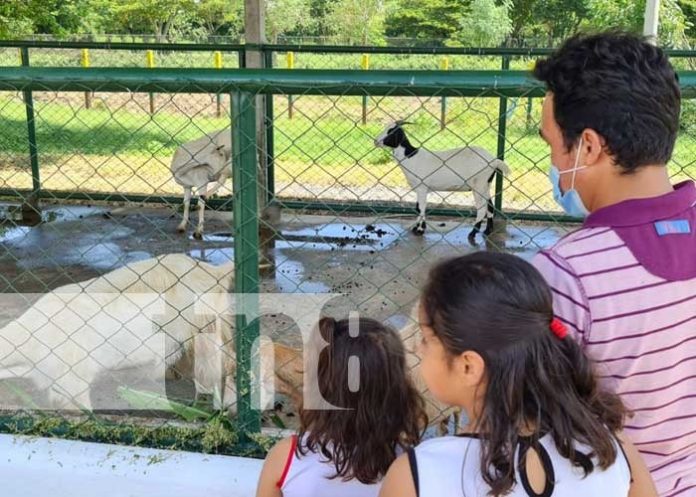 Exhibición de cabras en la Expo Feria Ovino Caprino en Nicaragua