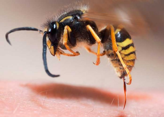 Las abejas enojadas ​producen un veneno más 'letal'
