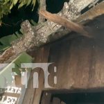Colapsa techo de vivienda tras caída de un árbol el Somoto