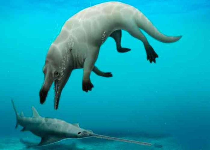 Científicos egipcios descubren nueva especie de ballena de cuatro patas