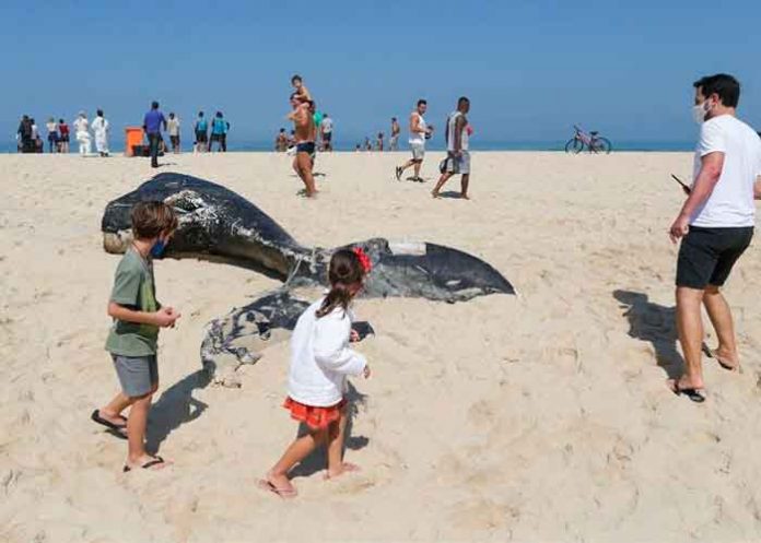 Enorme ballena jorobada aparece muerta en una playa de Brasil