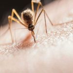 Increíbles detalles que no sabías sobre el mosquito