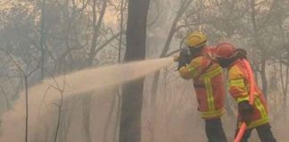 Bomberos combaten incendios en un monte de pino en Grecia