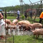 Bonos porcinos para la seguridad alimentaria del Caribe Norte
