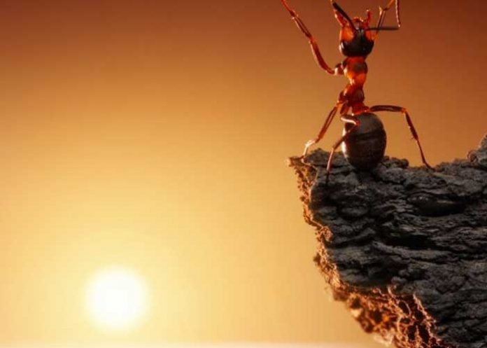 Las hormigas viajan al espacio en el reciente vuelo de SpaceX
