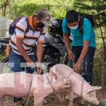Entregan bonos en Madriz para el mejoramiento genético de cerdos y cerdas