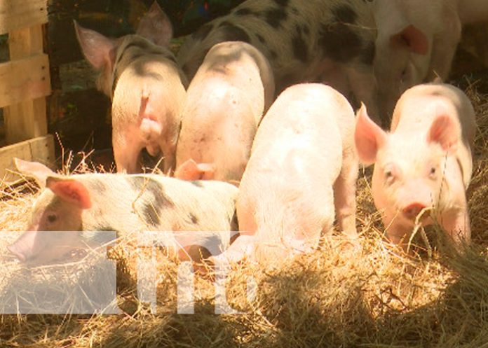 Los cerdos que han logrado reproducir gracias al programa de inseminación artificial