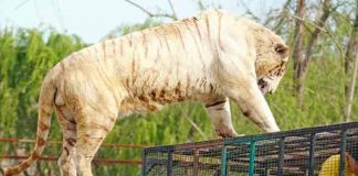 Chile: Trabajadora de un zoológico muere por el ataque de un tigre